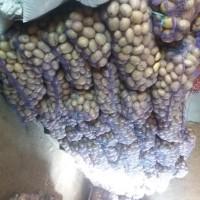 Посадочный картофель орла, сенсейшен