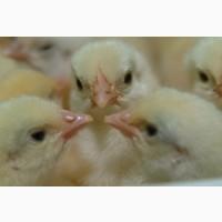 Продаж добових курчат