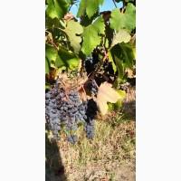 Продам виноград Каберне