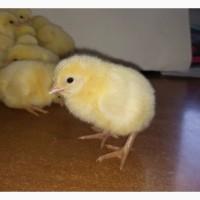 Курчата бройлера Ross-308 (добові)/ Цыплята бройлера Ross-308