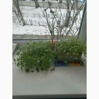 Продам насіння петрушки