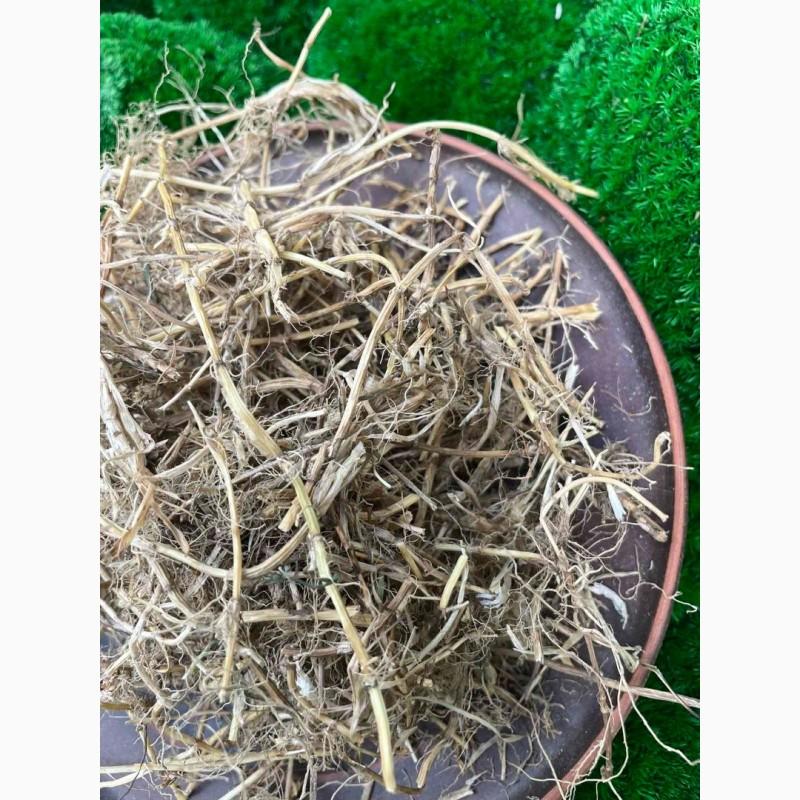 Фото 3. Корінь пирія, пирій, пырей корень, корень пырея