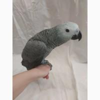 Жако. Ручные малыши выкормыши. Птица. Птенец