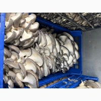 Продам вешенку оптом на постоянной основе