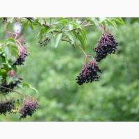 Купуємо бузину оптом.дрібний опт