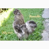 Китайські шовкові кури. Китайські пухові кури