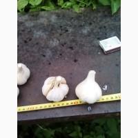 Продам часник сорт Гулівер