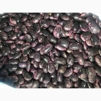 Продам квасолю