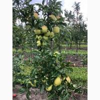 Продам яблука з холодильника