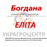 Насіння озимої пшениці БОГДАНА еліта 2025р
