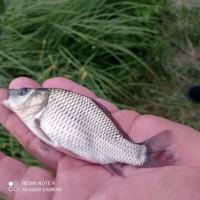 Сеголетка коропа для зариблення водойм, ставків -Черкаська обл