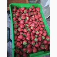 Полуниця Румба. Продам молоді саджанці