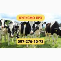 Закупівля ВРХ. На м#039;ясо. Тримання. Найкраща ціна. Бички, Телята, Корови, Коні. Цілодобово
