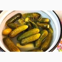 Продам огiрок бочковий