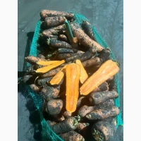 Продам морковь второй сорт