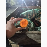 Продам морковь второй сорт