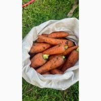 Продам морковь
