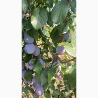 Продам слива топ хит, руби кранч, октовбер сан, анжелино, аутомен гигант