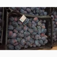 Продам сливу Станлей