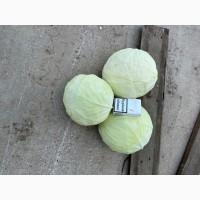 Продам капусту