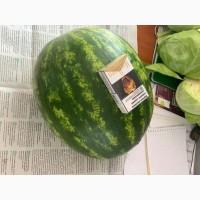 Кавун Талісман, юта