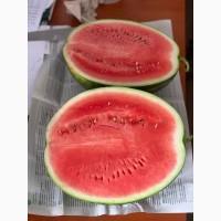 Кавун Талісман, юта