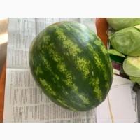 Кавун Талісман, юта