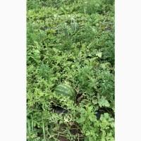 Кавун Талісман, юта