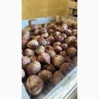 Буряк столовий крупний оптом