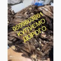 Шкіри куниці купуємо дорого куница