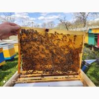 Продам бджолопакети
