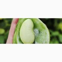 Продам боби, 50 т., Черкаська обл., с.Косарі