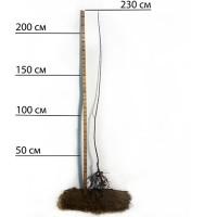 Саджанці абрикоса Голд Річ - 1-річний