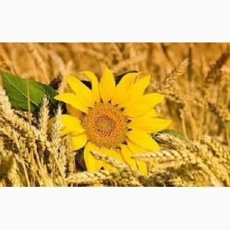 Постійно купуємо зерновідходи, некондицію. Оплата на ваговій