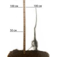 Саджанці грецького горіха Буковинська Бомба - 1-річний