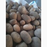 Продам картоплю найвищої якості і тривалого зберігання. Опт.З ПДВ