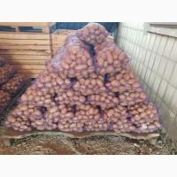 ФГ реалізовує картоплю 2-3 репродукції, сорт Коломбо та інші