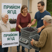 Терміново ! Завод по заморозці купить у місті Чернігів бузину, прийомка на холодильник