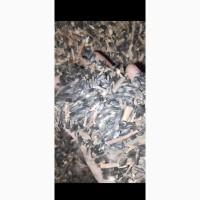 Продам соняшник