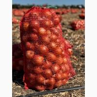 Продам цибулю оптом (урожай 2025)