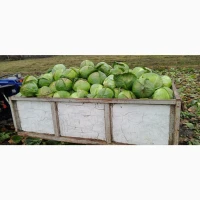 Продам середньо-пізню капусту