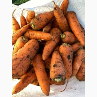 Продам моркву