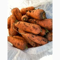 Продам моркву