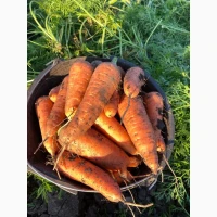 Продам моркву