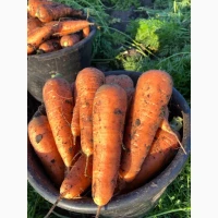 Продам моркву