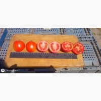 Продам помидорчик полевой мега качество