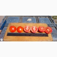 Продам помидорчик полевой мега качество