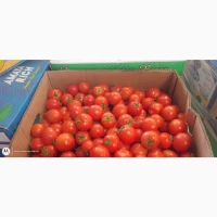 Продам помидорчик полевой мега качество