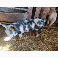 Продам Дюрок+біла велика
