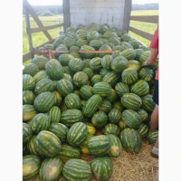 Продам кавун